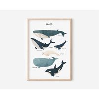Poster Wale in A2 A3 A4 | Fürs Kinderzimmer Print Geschenk Mädchen Junge Meer Plakat Tierposter Walposter von diewolkenfabrik