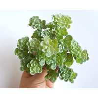 Künstlicher Sukkulent, Kunst Sukkulent, Fake Grün Sukkuent, Lotus, Sukkulent Für Home Gardern Diy Dekoration, Büro Dekor S032 Künstlicher Sukkulent, Kunst Sukkulent, Fake Grün Sukkuent, Lotus, Sukkulent Für Home Gardern Diy Dekoration, Büro Dekor S032 von diyla520