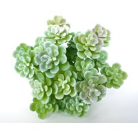 Künstlicher Sukkulent, Kunst Sukkulent, Fake Grün Sukkuent, Lotus, Unpotted Kaktus Für Hausgarddern Diy Dekoration, Büro Dekor S030 Künstlicher Sukkulent, Kunst Sukkulent, Fake Grün Sukkuent, Lotus, Unpotted Kaktus Für Hausgarddern Diy Dekoration, Büro Dekor S030 von diyla520