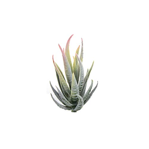 dragonaur 1 x künstliche Aloe-Simulationspflanze, Bonsai ohne Topf, Tischdekoration, künstliche Pflanze für Büro, Zuhause, Hotel 1# von dragonaur