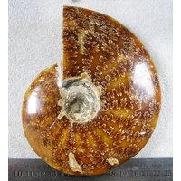 1.1lb Riesige Regenbogen-Spirale Ammonit Fossil Specimen B9301 von dreamshop19