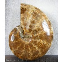 1.7lb Riesige Spirale Ammonit Fossil Exemplar B9355 von dreamshop19