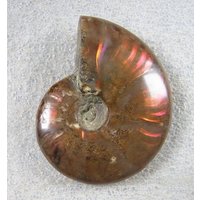 7 Unzen Natürliche Regenbogen Spirale Ammonit Fossil Exemplar B9330 von dreamshop19