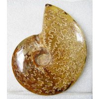 Großes Spiralförmiges Ammonit-Fossil B6993-225 G Großes Spiralförmiges Ammonit-Fossil B6993-225 G von dreamshop19