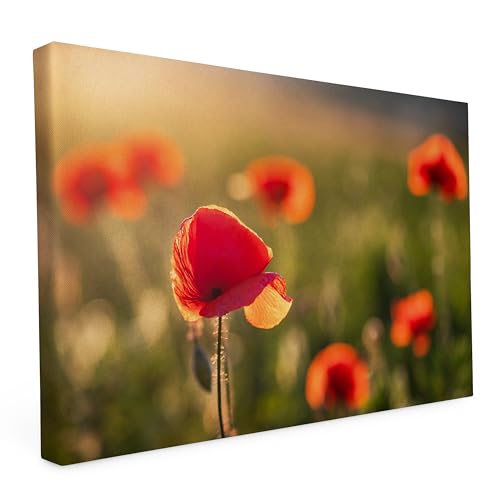 Keilrahmen bedruckt, Wandbild auf Künstler Leinwand, matter Kunstdruck, Stabiler Holzrahmen mit kratzfestem 280g Canvas bespannt, Motive zum Thema Natur (40x30cm - Mohnblumen) von druck.de