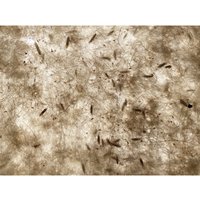 easygreen Rasen »Easygreen Trockenrasen 24 m2«, 8 von easygreen