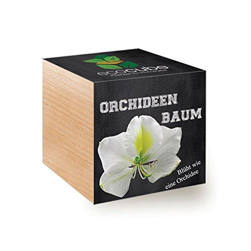 Ecocube Orchideenbaum im Holzwürfel von ecocube