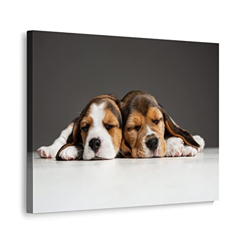 ecowalls Bilder Hund - Hunde - Hündchen - Rassehund - 60x80 cm - Vlies Leinwandbild - Leinwand Bilder - Wandbilder Wohnzimmer, Schlafzimmer Modern - Wandbild XXL - Bilder Wohnzimmer, Schlafzimmer von ecowalls