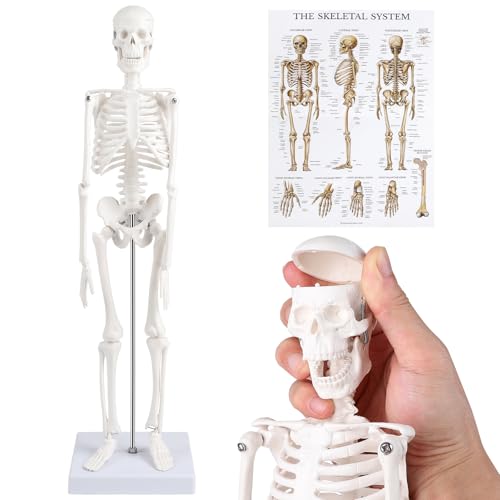EFUTURETIME Menschliches Skelett Anatomie Modell 45cm, Kleines Mensch SkelettModell Flexibel für Medizinisches Lehren Einstiegsstufe Display Tool, Dekorationen, Physiotherapie Geschenke von efuturetime