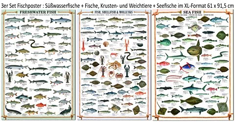 3er-Set Fischposter Süßwasserfische, Krusten- und Weichtiere - Poster 61x91,5 cm + Wechselrahmen, Shinsuke® 3 Stück Maxi MDF Buche, Acryl-Scheibe von empireposter