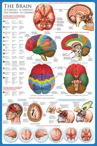 Educational - Bildung Das Gehirn - The Brain Bildungsposter - Maxiposter Version in Englisch - Größe 61x91,5 cm + Wechselrahmen Kunststoff Gelb von empireposter