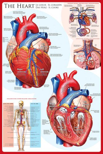 Educational - Bildung Das Herz - The Heart Bildungsposter Plakat Druck - Maxiposter Version in Englisch - Grösse 61x91,5 cm + Wechselrahmen, Shinsuke® Maxi Aluminium schwarz von empireposter