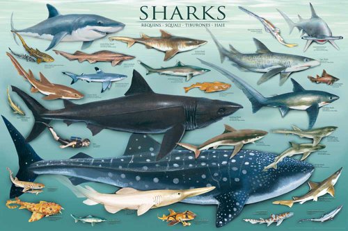 Educational - Bildung Haie - Sharks Bildungsposter Plakat Druck - Maxiposter Version in Englisch - Grösse 91,5x61 cm + 1 Ü-Poster der Grösse 61x91,5cm von empireposter