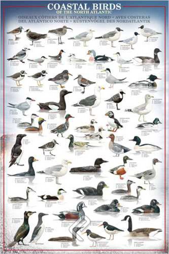 Educational Coastal Birds - Küstenvögel des Nordatlantik Bildung Lernposter Druck + 1 Ü-Poster der Grösse 61x91,5cm von empireposter