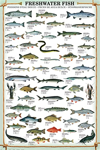 Educational Freshwater Fish - Süsswasserfische Bildung Lernposter Druck + Wechselrahmen, Shinsuke® Maxi MDF Buche, Acryl-Scheibe von empireposter