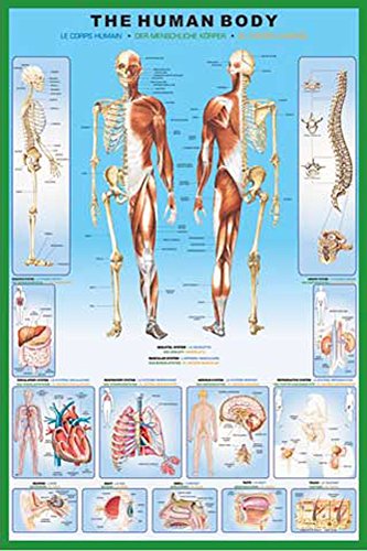 Educational - HThe Human Body - Poster Anatomie - Grösse 61x91,5 cm + 2 St Posterleisten Kunststoff 62 cm transparent von empireposter
