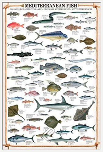 Educational Mediterranean Fish - Mittelmeer Fische Bildung Lernposter Druck + Wechselrahmen, Shinsuke® Maxi Kunststoff Weiss, Acryl-Scheibe von empireposter