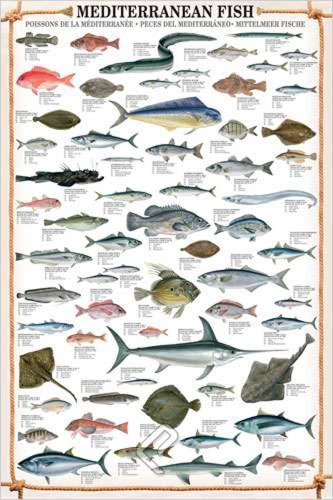 Educational Mediterranean Fish - Mittelmeer Fische Bildung Lernposter Druck von empireposter