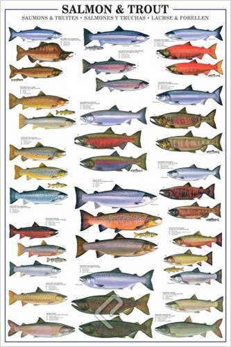 Educational Salmon and Trout - Forellen und Lachse Bildung Lernposter Druck + 2 St Posterleisten Alu 63 cm von empireposter