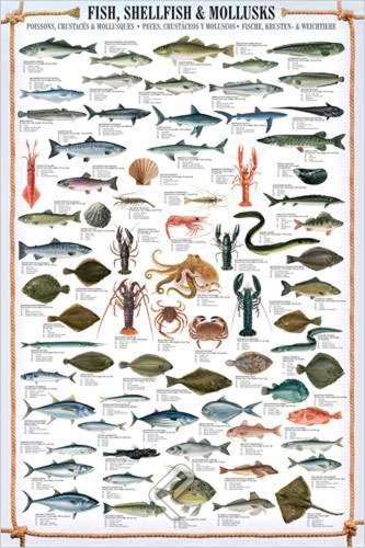 Educational Shellfish & Mollusks - Fische Fische Krusten und Weichtiere Bildung Lernposter Druck + 2 St Posterleisten Holz 61 cm von empireposter