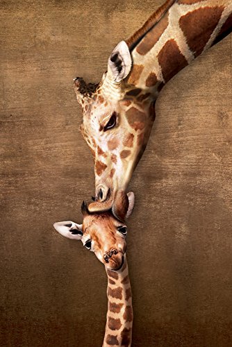 Giraffes Giraffen - Mother's Kiss Baby - Natur Poster Foto - Grösse 61x91,5 cm + Wechselrahmen, Shinsuke® Maxi Kunststoff schwarz, Acryl-Scheibe von empireposter