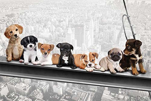 Hunde auf Stahlträger - New York Skydogs - Spaß Städte Welpen Poster Plakat Druck - Grösse 91,5x61 cm + 2 St Posterleisten Kunststoff 93 cm transparent von empireposter