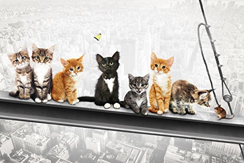 Katzen auf Stahlträger- New York Kittens - Spaß Städte Poster Plakat Druck - Grösse 91,5x61 cm + Wechselrahmen, Shinsuke® Maxi MDF Weiss, Acryl-Scheibe von empireposter