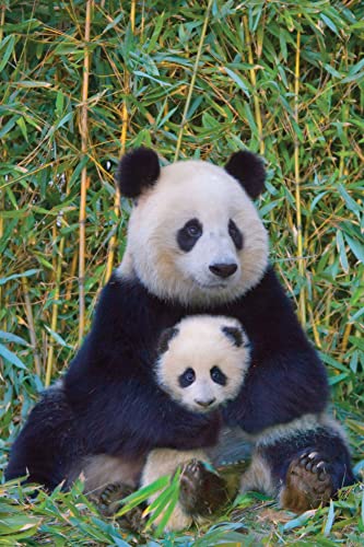 Pandas - Mutter und Baby - Tierposter Druck 61x91,5 cm + 2 St Posterleisten Kunststoff 62 cm transparent von empireposter