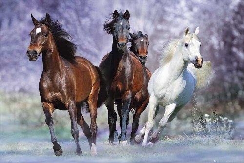 Pferde - Langrish, Running - Natur Poster Foto Pferde - Grösse 91,5x61 cm von empireposter