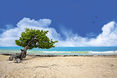 Strände - Divi Divi Baum - Paradise Island - Beach Poster Foto Strand Palmen Meer Paradies Grösse 91,5x61 von empireposter