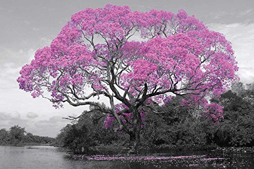 Tree - Blossom - Poster - Bäume Blumen Pflanzen - Poster Plakat Druck - Größe 91,5x61cm + Wechselrahmen, Shinsuke® Maxi Kunststoff rot, Acryl-Scheibe von empireposter