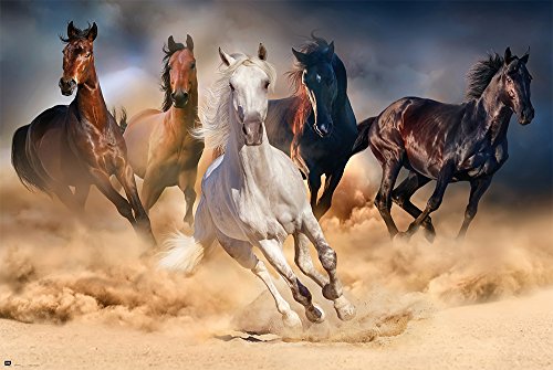 Pferde - Herde - Natur Poster Foto Pferde - Grösse 91,5x61 cm von empireposter