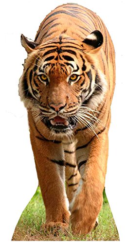 empireposter Raubkatzen Wildkatze Tiger - Lebensgroßer Pappaufsteller - 130 cm von empireposter
