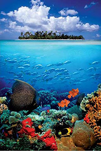 empireposter Sea Life Island Natur Poster Foto Fantasy Naturwelt Natur Fische Korallenriff 61x91,5 cm + 2 St Posterleisten Alu 63 cm von empireposter