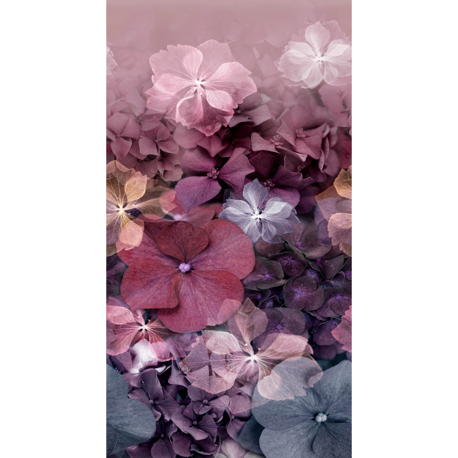 Erismann Fototapete Hydrangea 150 cm x 280 cm Violett von erismann