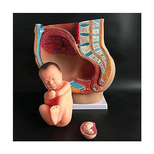 Medizinisches anatomisches schwangeres menschliches weibliches Becken, lebensgroß mit abnehmbaren Organen. Lebensgroß mit abnehmbaren Organen von esmen