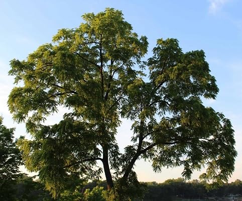 10 Stück Dalbergia melanoxylon Baumsamen 10 Stück Dalbergia melanoxylon Baumsamen von etechondra