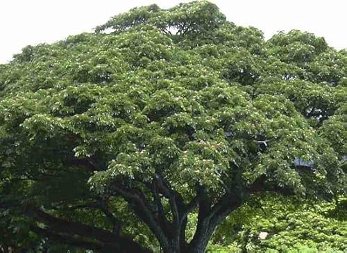 10 Stück Samanea Saman Baumsamen von etechondra