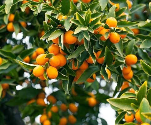 100 Stück Orange Kumquat Fruchtsamen von etechondra