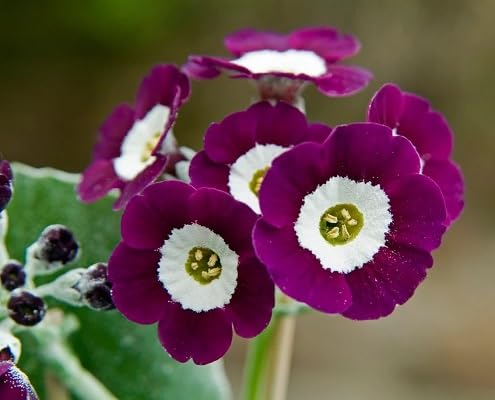 100 Stück Primula Auricula Blumensamen lila von etechondra