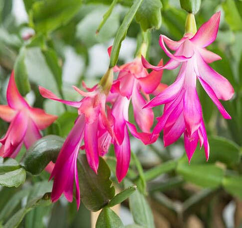 100 Stück Schlumbergera Blumensamen Rosa von etechondra