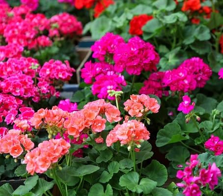 100 Stück gemischte Geranienblumensamen von etechondra