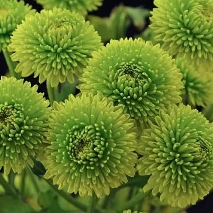 100 Stück grüne Chrysanthemen-Blumensamen von etechondra