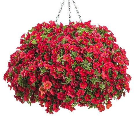 100 Stück neue frische Calibrachoa Blumensamen rot von etechondra