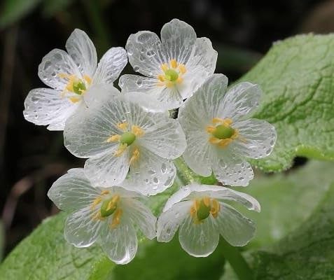 100 Stück neue frische Diphylleia-Blumensamen von etechondra