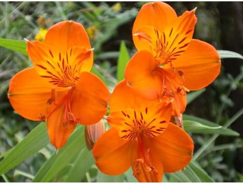 100 Stück orange Alstroemeria-Blumensamen von etechondra
