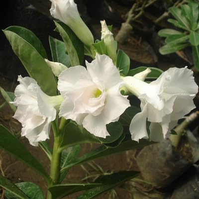 2 Stück weiße Adenium-Blumensamen mit doppelten Blütenblättern von etechondra