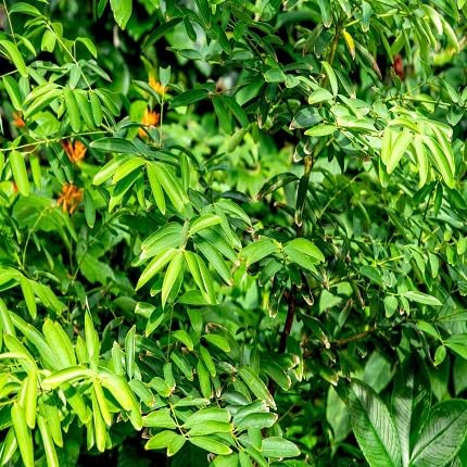 20 Stück grüne Zimtbaumsamen 20 Stück grüne Zimtbaumsamen von etechondra