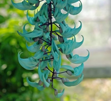3 Stück Strongylodon Blumensamen, grün von etechondra