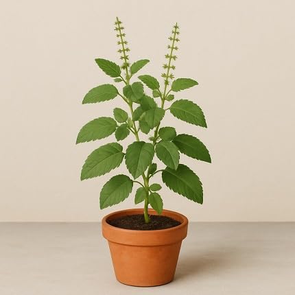 40 Stück grüne Basilikum-Pflanzensamen 40 Stück grüne Basilikum-Pflanzensamen von etechondra